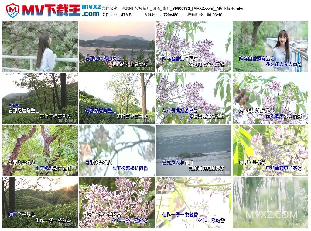 许志刚-苦楝花开_国语_流行_YF800782